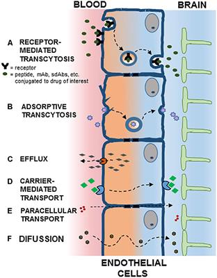 Transcytosis to Cross the Blood Brain Barrier, New Advancements and Challenges